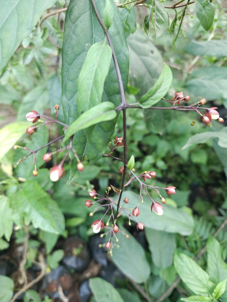 IMG_20251208_161948384_HDR